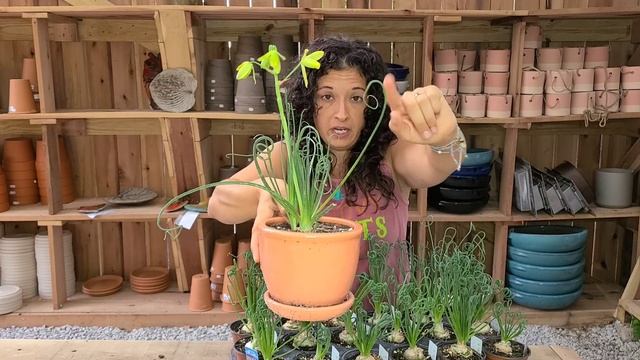 Albuca ‘Frizzle Sizzle‘