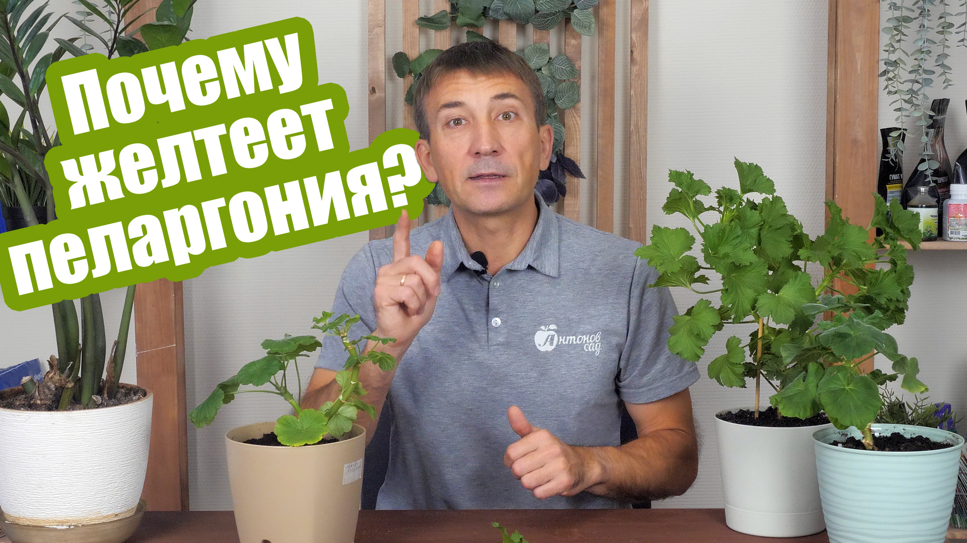 5 ошибок, из-за которых желтеет герань (пеларгония)! Это легко исправить! смотреть онлайн