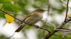 Как поет Пеночка-Весничка