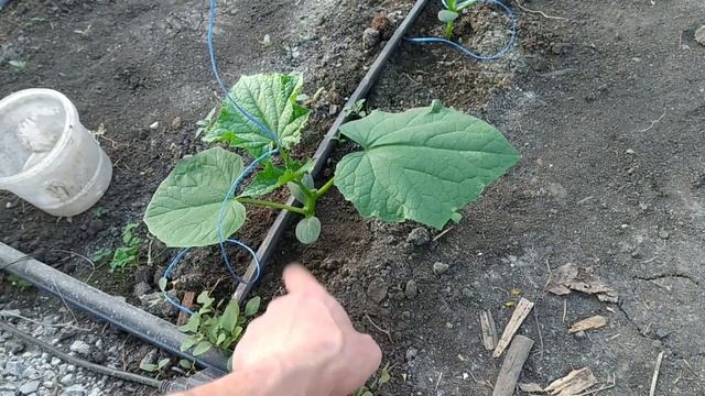ВЯНУТ ЛИСТЬЯ ОГУРЦОВ ПРИ СОЛНЕЧНОЙ ПОГОДЕ! ЧТО ДЕЛАТЬ!!!! смотреть онлайн