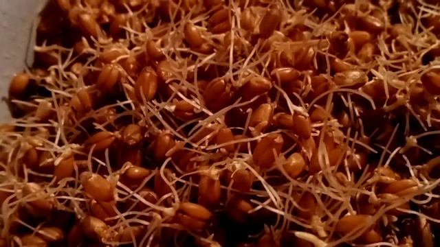 Не большое дополнение о проращивание пшеницы. смотреть онлайн