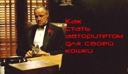 Как стать авторитетом для своей кошки.