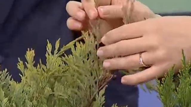 Вечнозеленые можжевельники смотреть онлайн