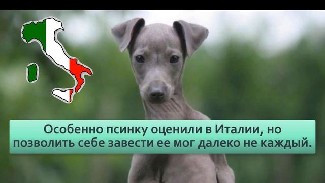 Левретка . Маленькая худющая и вечно дрожит . Зато ее охотничьи навыки поражают. смотреть онлайн