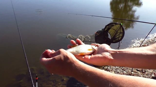 ЛОВЛЯ НА ПОПЛАВОК! КРУПНЫЙ КАРАСЬ И КРАСНОПЕРКА смотреть онлайн