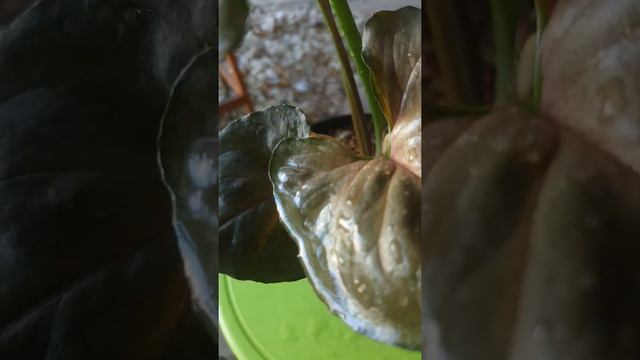 Syngonium Maria Allusion