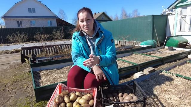 ОБРАБОТКА КАРТОФЕЛЯ ПЕРЕД ПОСАДКОЙ ДЛЯ САМОГО РАННЕГО УРОЖАЯ смотреть онлайн