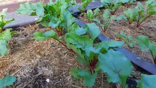 Уход за свеклой в июле смотреть онлайн