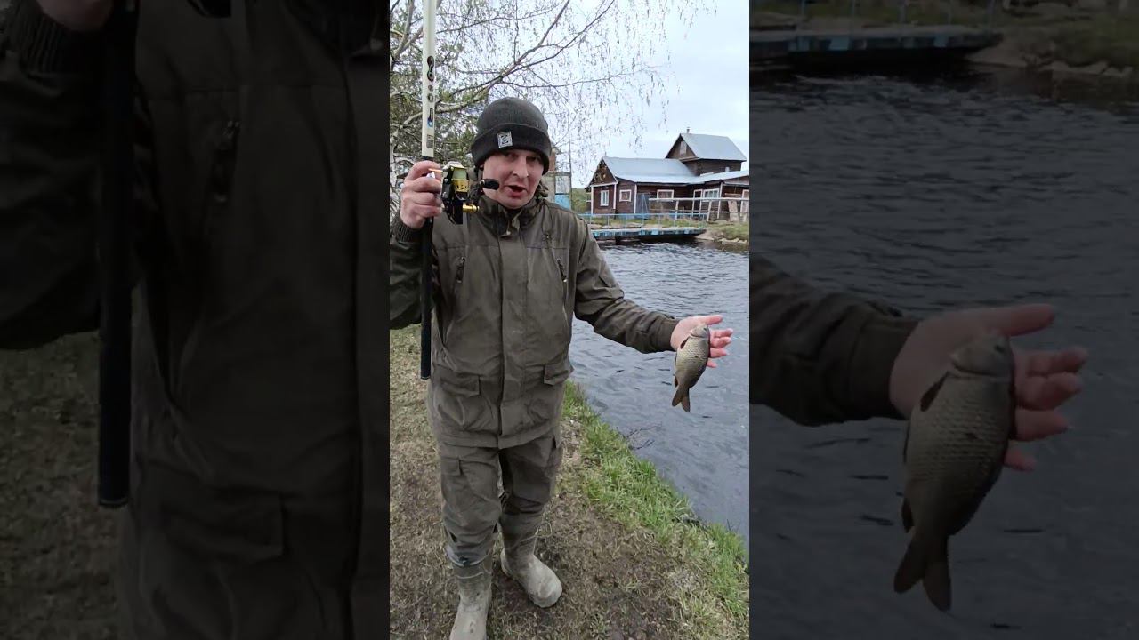 Ловим карпиков на удочку на платном водоеме #shortvideo #fishing #рыбалка #fishingvideo #carp смотреть онлайн