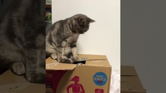 сюрприз.mp4 смотреть онлайн