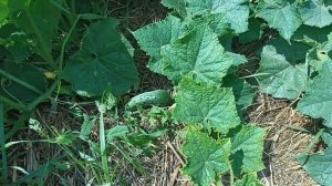 Огурец сорта "Пальчик". Вкусный, хрустящий, красивый огурец )