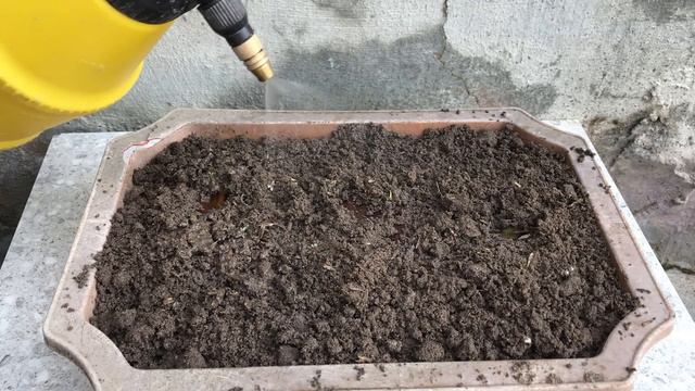 Surprised with how to propagate begonias from leaves│Begonia смотреть онлайн