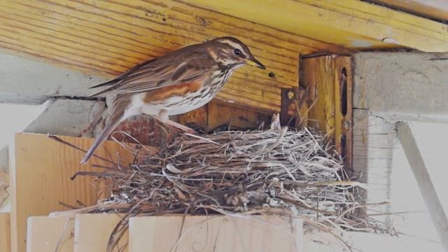 Белобровик кормит птенцов смотреть онлайн