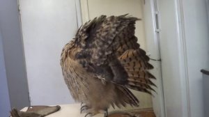 Филин Ёлка причесывается