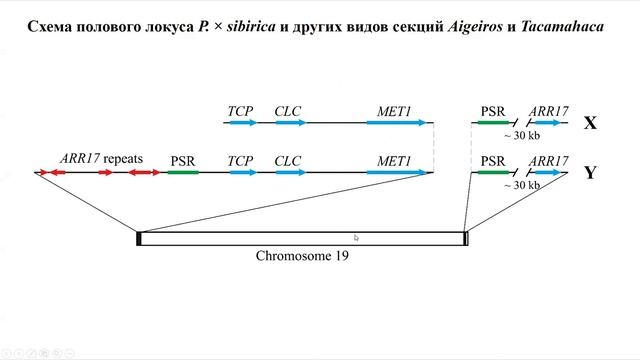А.А. Дмитриев: Генетическая детерминация пола у видов рода тополь смотреть онлайн