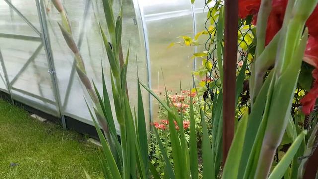 Гладиолусы Gladiolus на карантине . Gladiolus . смотреть онлайн