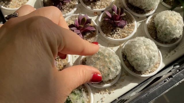 ВЫСТАВКА ЦВЕТОВ В НОВОРОССИЙСКЕ |16 октября 2022 г. смотреть онлайн