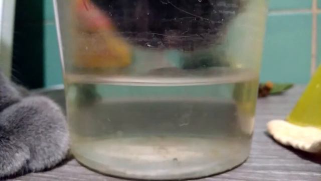Как пьют коты смотреть онлайн
