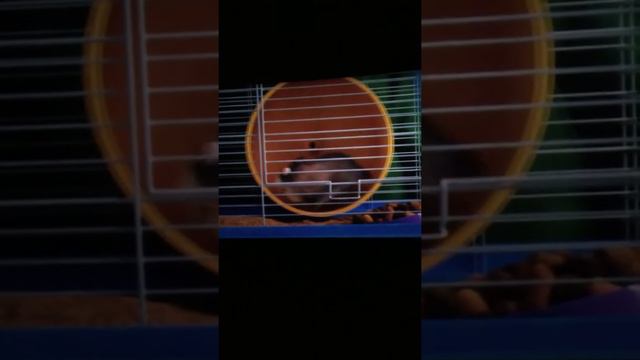 VLOG / идём в кино на тайную жизнь домашних животных 2(2) смотреть онлайн