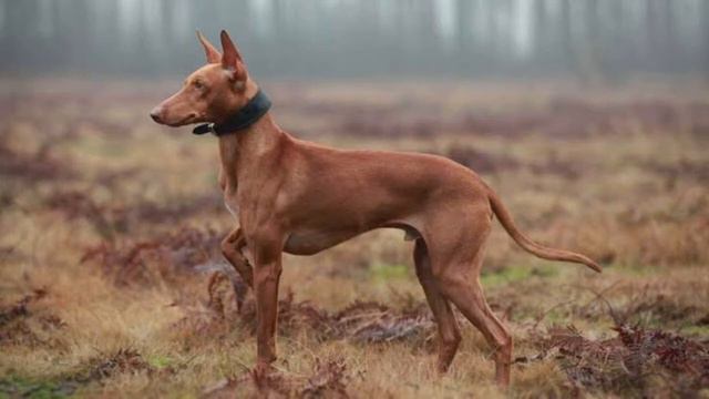 Cirneco dell’Etna Dog | Facts, History & Characteristics смотреть онлайн