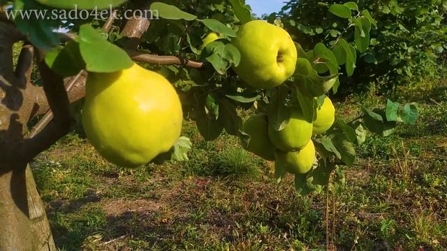 Айва Грушевидная. Самая крупная и товарная айва на данный момент. смотреть онлайн