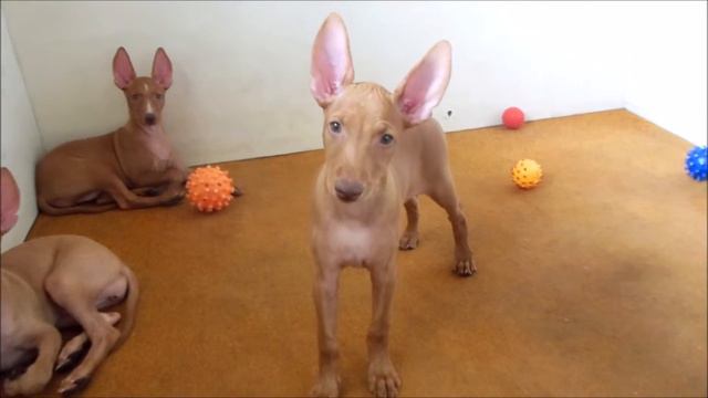 Ih Velichestvo - Litter A