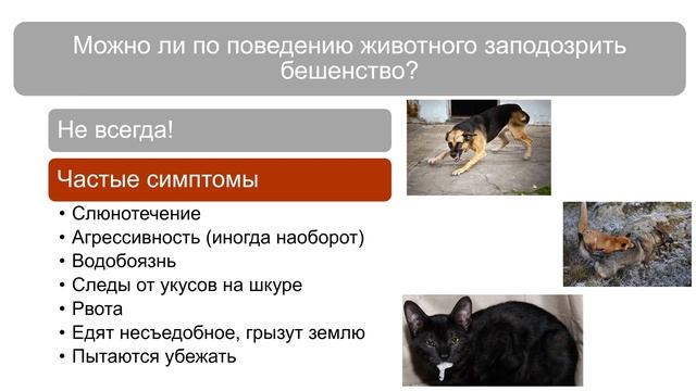 Что делать если укусила собака / Бешенство у человека / Бешенство смотреть онлайн