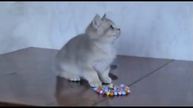 Британский котенок окрас голубой золотой тиккированный смотреть онлайн