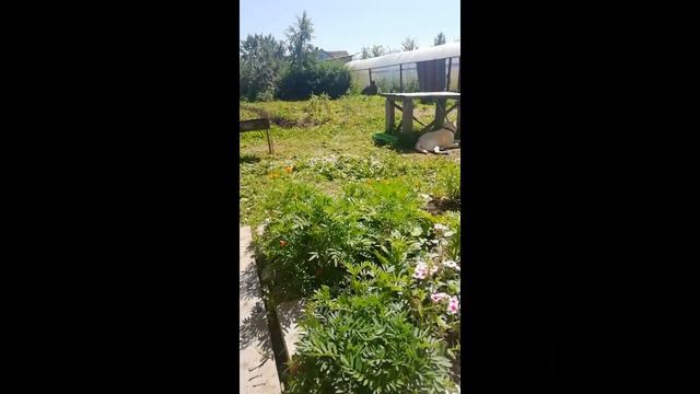 Первая помидорка / Обзор огорода 6 июля 2021г / Городские Поселковые 🏡 серия 26 👨👩👧👦 смотреть онлайн