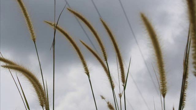 Morning Breeze (Original music by Yusuf Bahar) смотреть онлайн