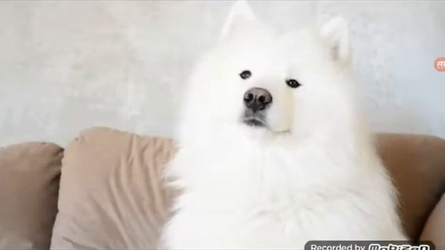 Лай собак смотреть онлайн