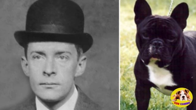 ?El trágico final de los perros del Titanic? смотреть онлайн