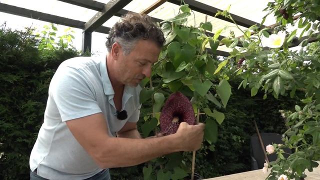 Waanzinnige Plant: De Aristolochia Grandiflora