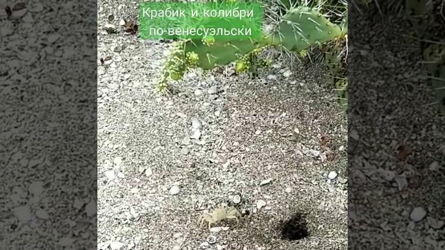 Венесуэла, остров Маргарита, январь-февраль 2023 смотреть онлайн