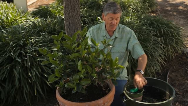 Tips For Taking Care Of The Gardenia Plant : Garden Savvy