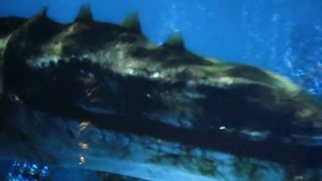 ЗД Океанариум в Перми смотреть онлайн