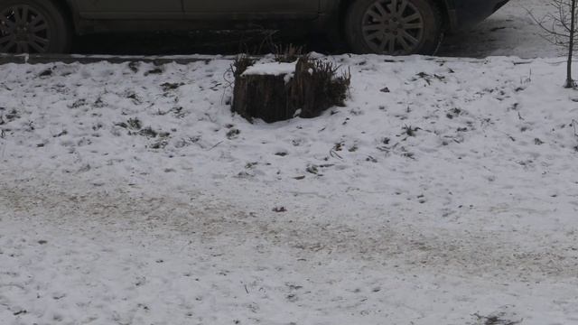 Canon 5D Mark4; Canon 100 F2.8 Macro IS USM. Видео 4K, 25fps, 500MBit, MJPEG; ISO 200-400 смотреть онлайн