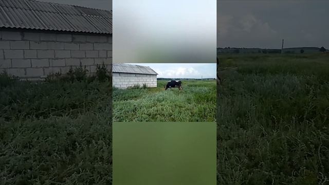 Трудности с переездом! Коровам грозит бойня😭 смотреть онлайн