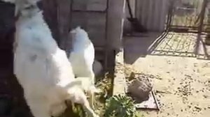 Случка зааненского козла с молодой зааненской козочкой