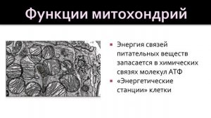 Биология 9 класс. Органоиды клетки и их функции