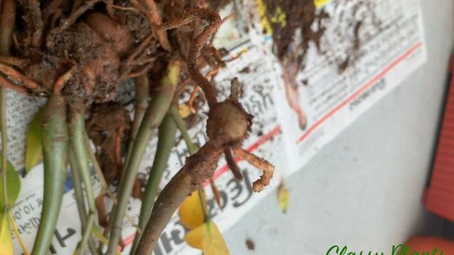 Zamia Palm | ZZ Plant Care | Zamia propogation смотреть онлайн
