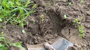 Купила саженцы клубники через Озон | Купили дом в деревне