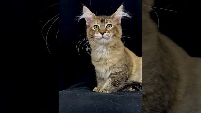 Девочка Мейн-кун 3,5 мес смотреть онлайн