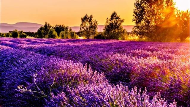 Почему стоит изучать французский язык?