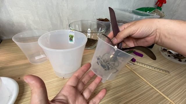 ПЕРЕСАДКА ОРХИДЕИ это НЕ простой гибридный фаленопсис а Стюартиана типо сиб Stuartiana tipo x sib смотреть онлайн