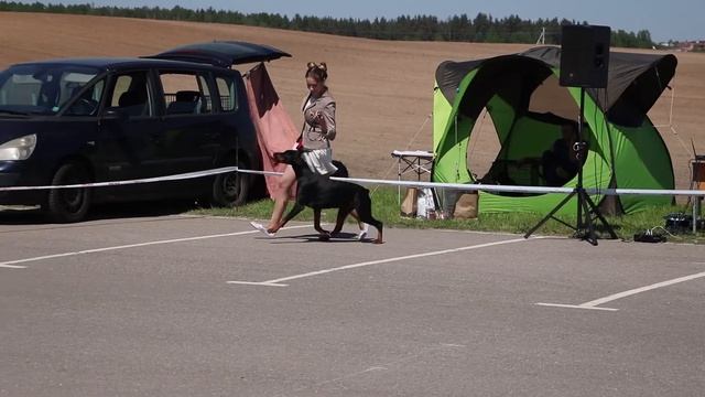 В Гродно прошла Республиканская выставка собак смотреть онлайн