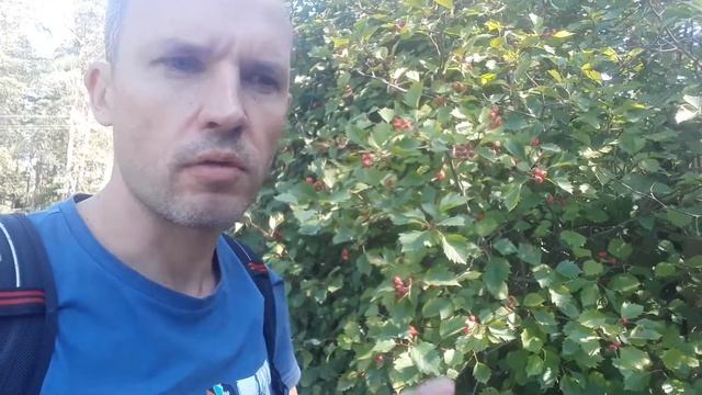 Едим боярышник. Что можно есть в лесу? смотреть онлайн