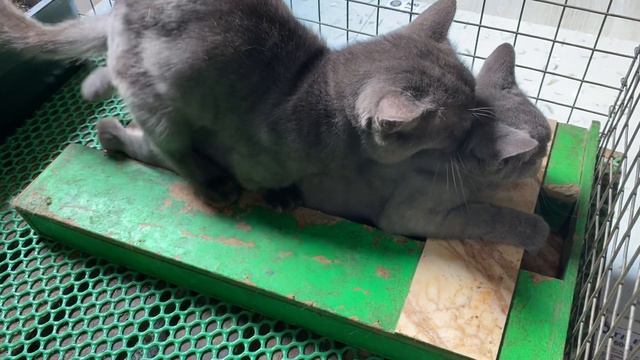 Cat in heat 😻 || Bon vs Bư10 || Munchkin Mate || Cat breeding 😺 смотреть онлайн