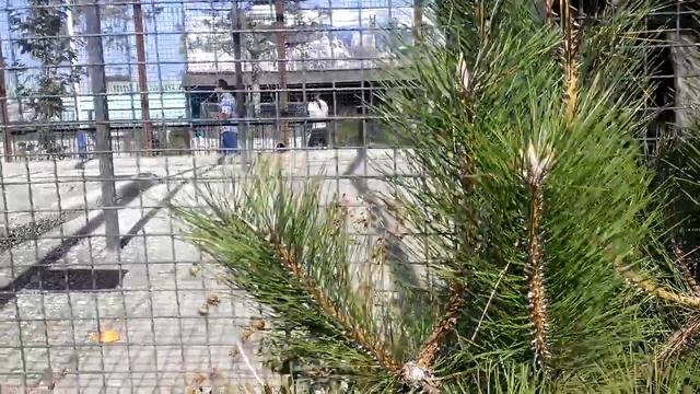 МЕДВЕДЬ БЕЛОГРУДЫЙ ГИМАЛАЙСКИЙ (Парк львов Тайган) VID 20150925 141631 смотреть онлайн