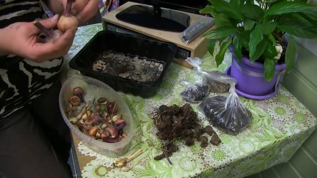 готовим цветы к зиме гладиолусы иксии анимоны смотреть онлайн